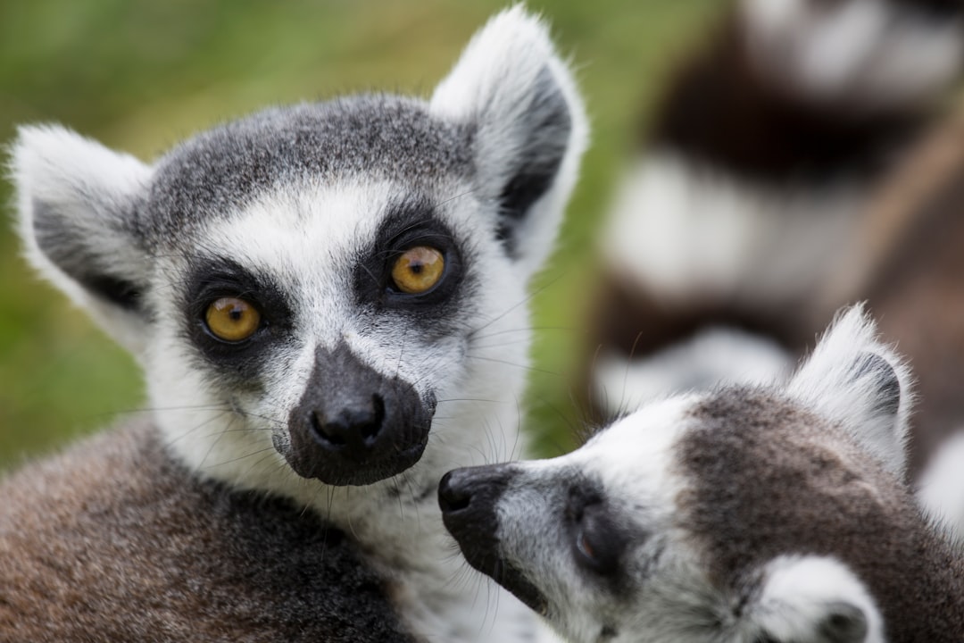 Best eSIM for Madagascar in 2026: Providers, Prices & Honest Comparison